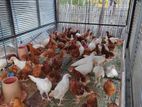 Farm Chickens