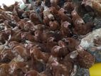 Farm Muttai Koli