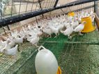 Farm Chickens