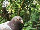 Pigeon