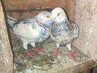 Pigeons