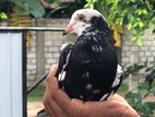 Pigeon