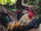 Roosters
