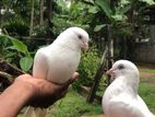 Pigeon