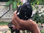 ශාසකින් Pigeon
