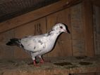 Pigeon