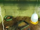 Chickens
