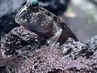 Mudskipper Goby