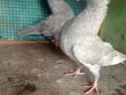 Muginans Pigeon