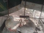 Pigeons