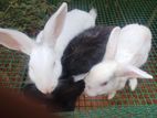 Rabbits