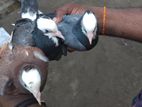 Pigeons
