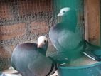 Pigeons