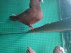 Mukhi Nuns Pigeon