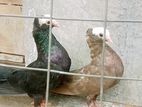 Mukhi Nuns Pigeons