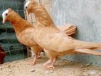 Mukhi Nuns Pigeons