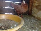 Mukhi Pigeon
