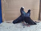 Muki Nuns Pigeons