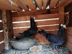 Mukinas Pigeon
