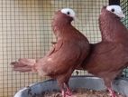 Mukee Pigeon