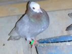 Mukinas Pigeon