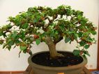 Mulberry Bonsai Tree