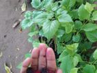 Mulberry Fruit Plants