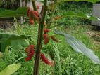 Mulberry Plants