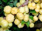 முழு நெல்லி