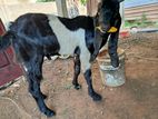 Goats Male