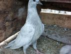Pigeons