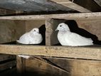 Pigeon