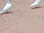 Pigeons