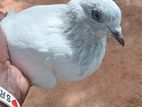 Pigeon
