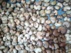 முந்திரி விதை