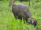 මුරා මී දෙන ( Murrah Buffalo )