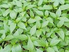 මුරියා මාලුමිරිස් පැළ ( Muriya Capsicum Plants )