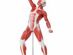 muscle figure 50cm