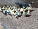Duck Chicks