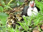 Muscovy Duck