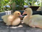 Muscovy Duck chick