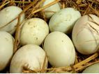 Muscovy duck eggs