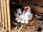 Muscovy Duck Eggs