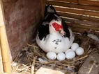 Muscovy Duck Eggs