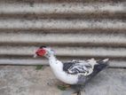 Muscovy Duck