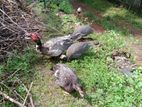 Muscovy Duck