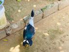 Muscovy Duck