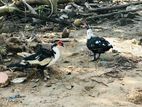 Muscovy Duck