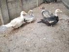 Muscovy Duck