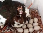 Muscovy Duck Egg